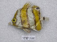 藏品(尖嘴蝴蝶魚)的圖片